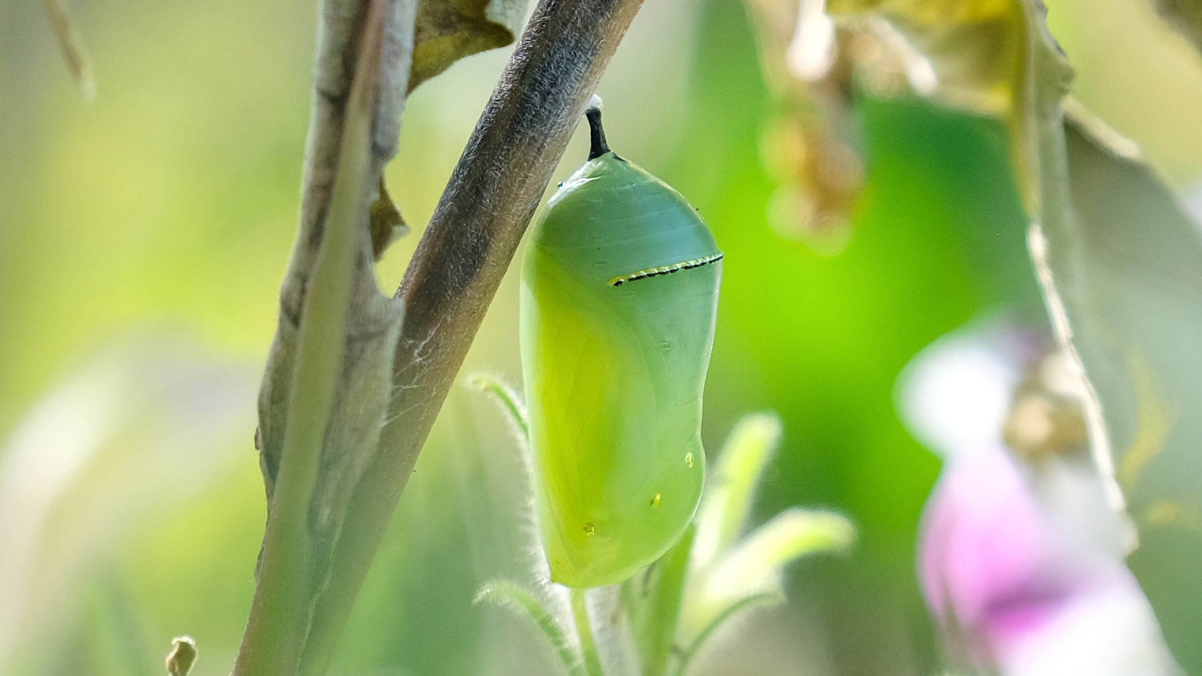 Monarch Life Stages - Chrysalis. Courtesy of Kim Smith.